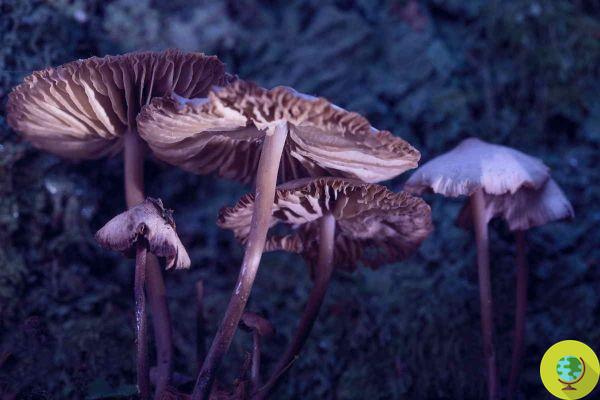 Cogumelos mágicos: cogumelos para expandir a mente e tratar a depressão?