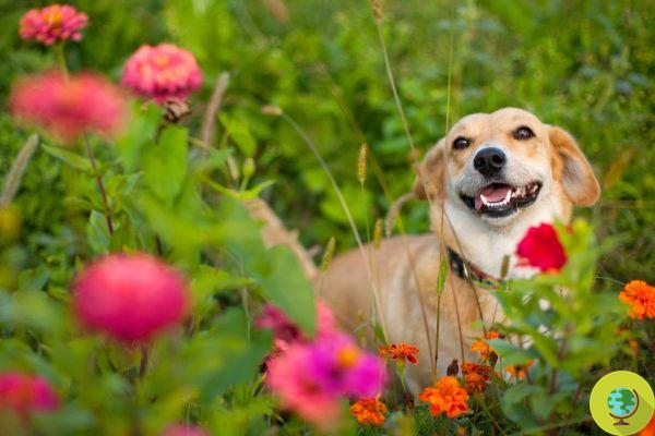 Are you really making your dog happy? 10 tips to keep him happy and healthy every day