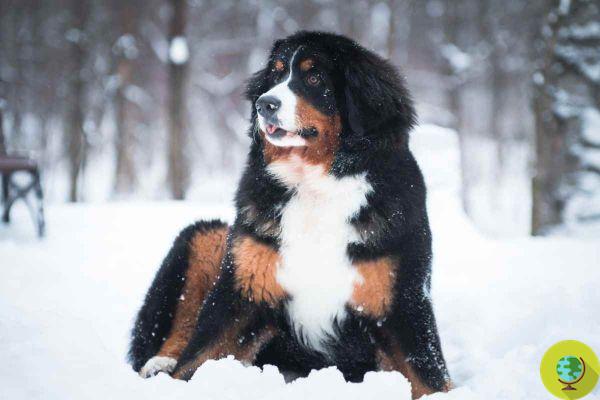 Bernese Mountain Dog: 10 coisas para saber antes de adotar um