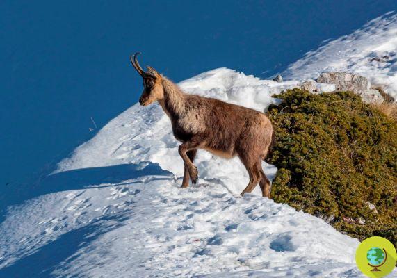 The Apennine chamois is in danger of becoming extinct by 2070 due to global warming