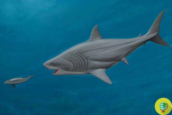 All there is to know about the megalodon, the largest shark ever lived on Earth