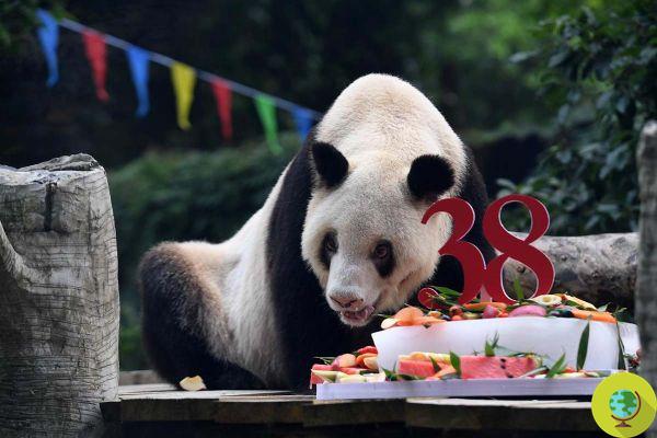 Adiós al panda gigante más viejo del mundo, que murió en el zoológico tras pasar la mayor parte de su vida en cautiverio