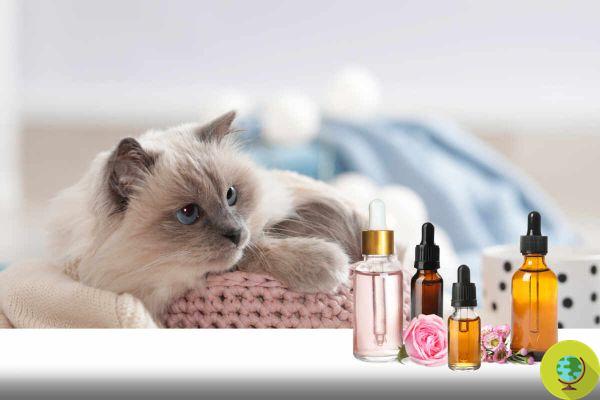 Essential oils you should avoid if you have a cat