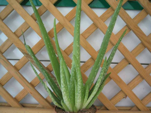 Aloe: as 5 variedades mais conhecidas
