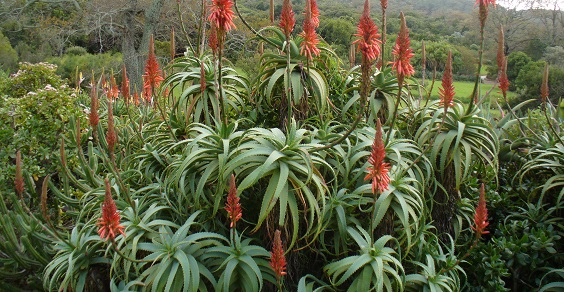 Aloe: las 5 variedades más conocidas