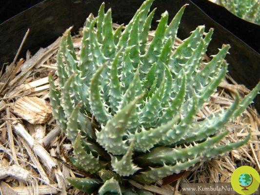 Aloe: the 5 best known varieties