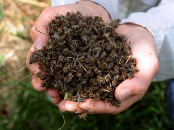 Três milhões de abelhas morreram por causa do pesticida usado contra o vírus Zika
