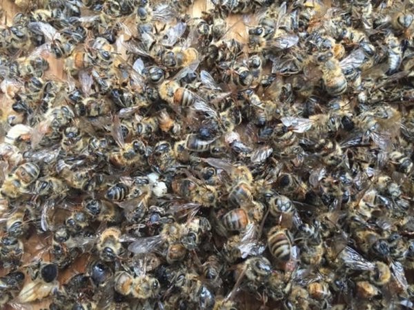 Three million bees died from the pesticide used against the Zika virus