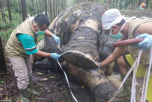 Horror na Indonésia: um elefante de Sumatra, uma espécie em extinção, foi encontrado brutalmente decapitado