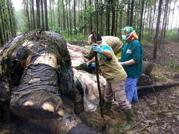 Horror en Indonesia: un elefante de Sumatra, una especie en peligro de extinción, fue encontrado brutalmente decapitado