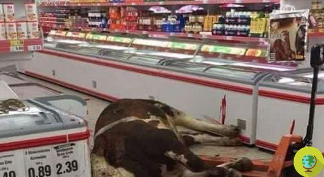 Cow escapes from the slaughterhouse and takes refuge in a supermarket, but there is no happy ending