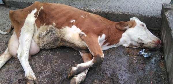 The cow died from ingesting pieces of can while grazing