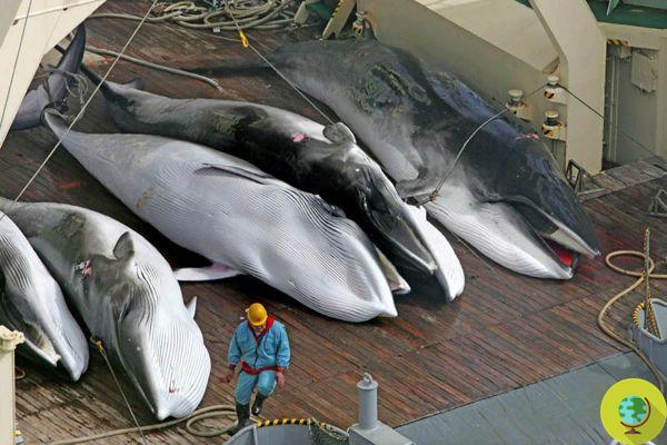 Japan resumes whaling: an endless slaughter