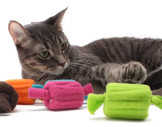 10 juguetes caseros para gatos
