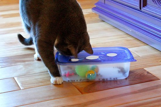 10 juguetes caseros para gatos