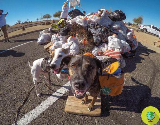 This dog collects the rubbish that it finds abandoned and separates