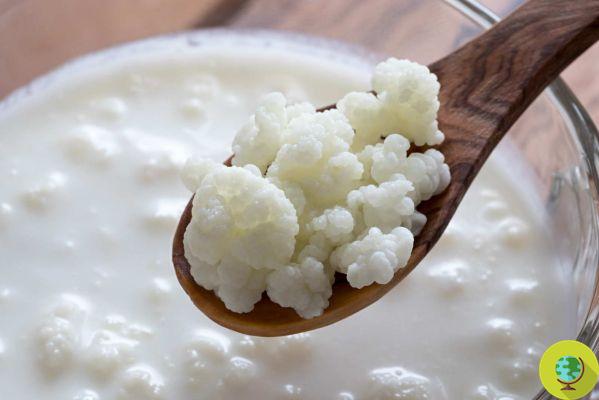 Kefir: where to find the grains to self-produce it at home and how to recognize 