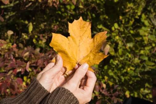 How to reuse fallen leaves in the fall