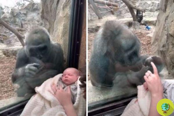 Día del Gorila: Esta desgarradora escena en el zoológico nos recuerda toda la crueldad de su cautiverio