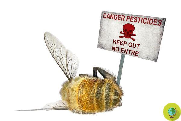 Bee killer pesticides are banned but continue to contaminate European fields