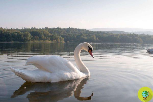 He broke a swan's neck because he couldn't swim in Lake Orfű, now he's about to be sentenced to prison