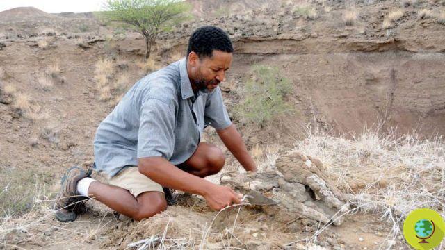 Il y a 20 ans, les fossiles d'australopithèques les plus complets jamais trouvés ont été découverts. Ils venaient du petit Selam, qui allait changer l'histoire pour toujours