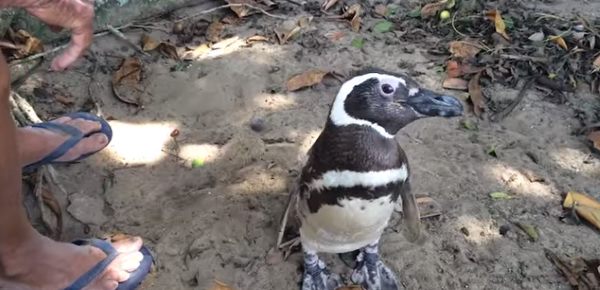 El pingüino que recorre 8.000 km cada año para visitar al hombre que lo salvó (FOTO Y VIDEO)