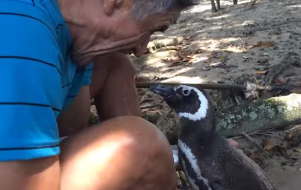 El pingüino que recorre 8.000 km cada año para visitar al hombre que lo salvó (FOTO Y VIDEO)