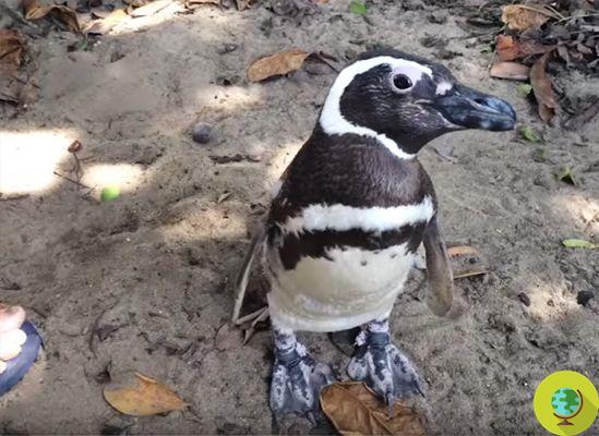 Le pingouin qui parcourt 8.000 XNUMX km chaque année pour rendre visite à l'homme qui l'a sauvé (PHOTO ET VIDEO)