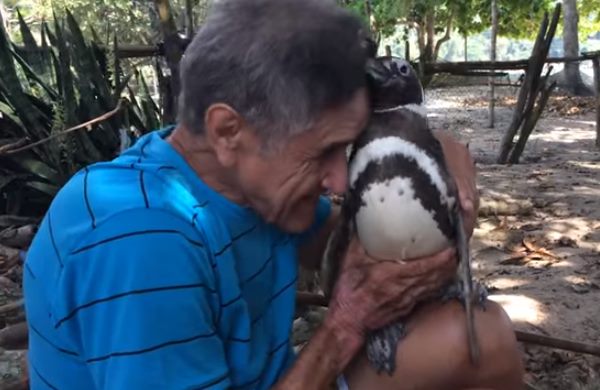 The penguin that travels 8.000 km every year to visit the man who saved him (PHOTO AND VIDEO)