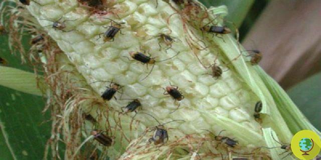 OGM: 5 especies de plagas de insectos inmunes al maíz de Monsanto