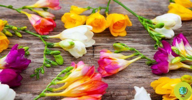 Freesia: how to grow it, when to plant and multiply the bulbs for wonderful blooms
