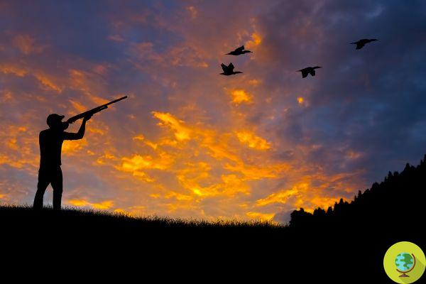 En la región de Marche, se pueden cazar estorninos, palomas y tórtolas 'para mitigar el daño a la agricultura'