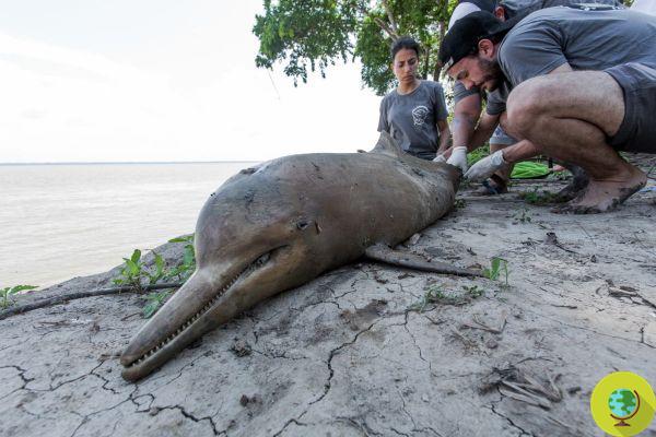 3000 delfines varados en las costas del Perú. ¿Es culpa de la extracción de petróleo?
