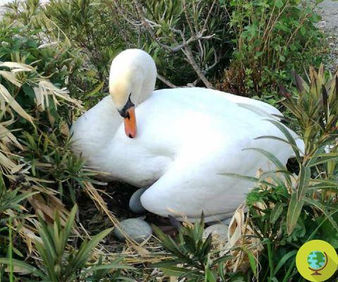 They stone the eggs of mother swan on Lake Garda, killed all the chicks