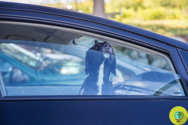 Cães trancados em carros: o que fazer se virmos um