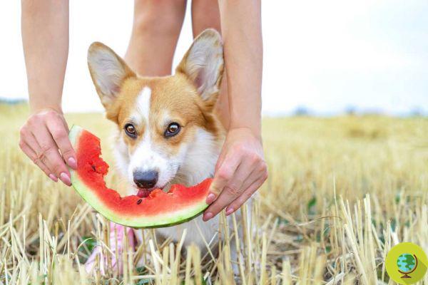 Cães podem comer melancia? Podemos dar um pouco de melancia ao nosso peludo?