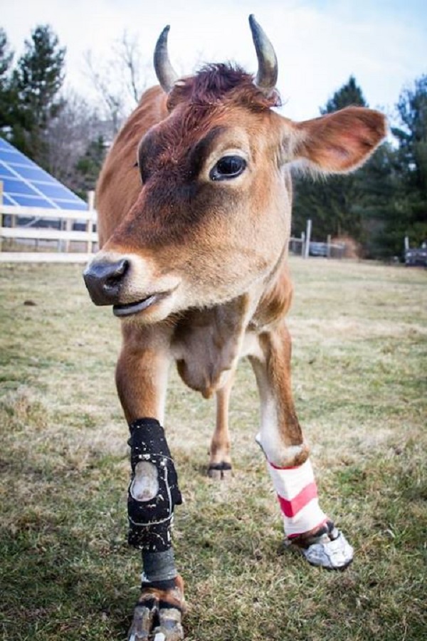 Fawn, a vaca resgatada de rebanho que anda com próteses (VÍDEO)