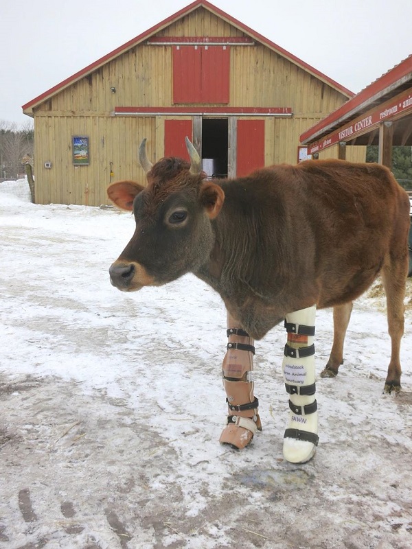 Fawn, the cow rescued from herd that walks with prostheses (VIDEO)