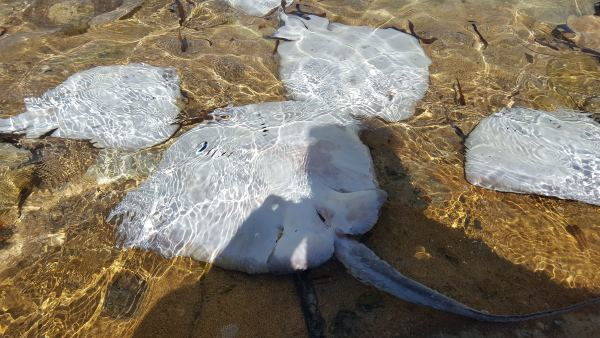 La misteriosa muerte masiva de rayas en las playas de Cerdeña (FOTO Y VÍDEO)