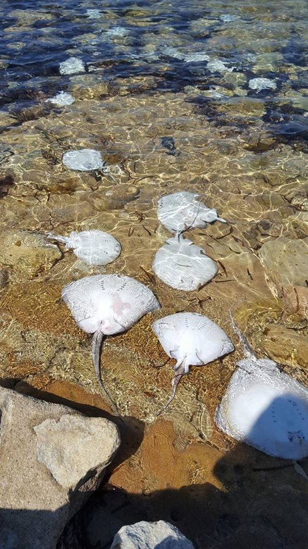 A misteriosa morte em massa de arraias nas praias da Sardenha (FOTO E VÍDEO)