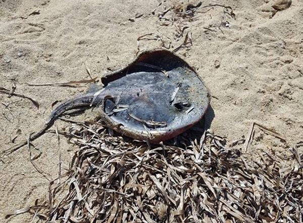 La mystérieuse mort massive de raies pastenagues sur les plages de Sardaigne (PHOTO ET VIDEO)