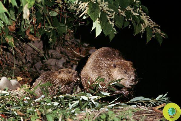 Climate change: this is how beavers protect the planet