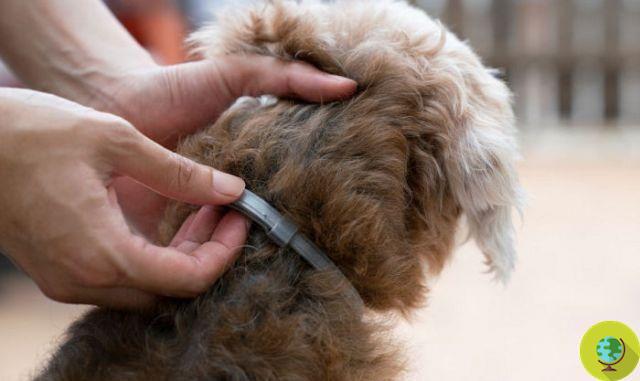 Famosa coleira de pesticidas para cães acusados ​​de causar a morte de 1700 animais de estimação nos EUA