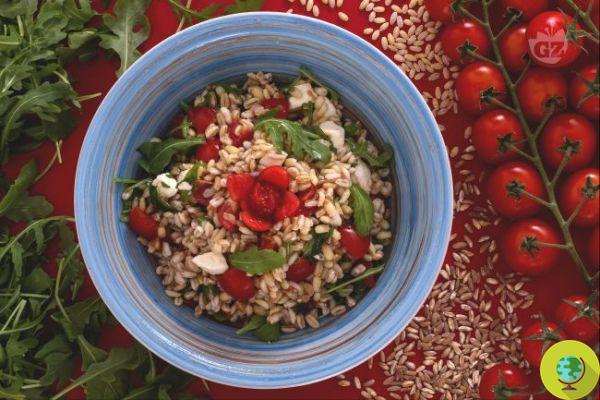 Salade d'épeautre : 10 recettes d'été