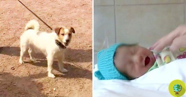 Macho, the Jack Russell who saved the life of an abandoned baby girl in a bush