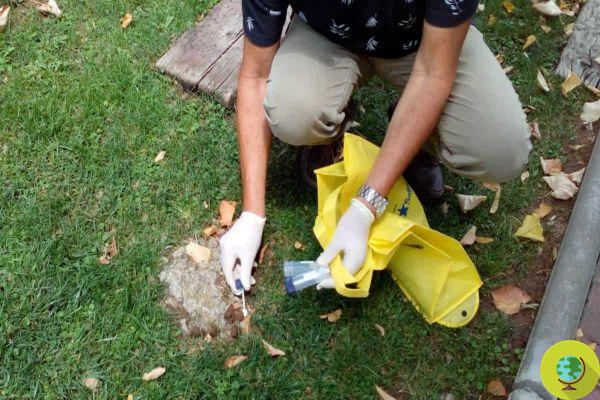 Identified and fined through DNA from dog droppings they did not collect. It happens in this Spanish city