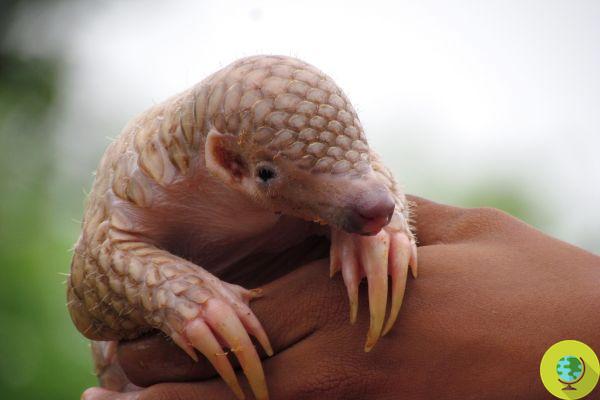Maxi seizure in Nigeria: 54 million dollars of pangolin scales and claws and elephant tusks