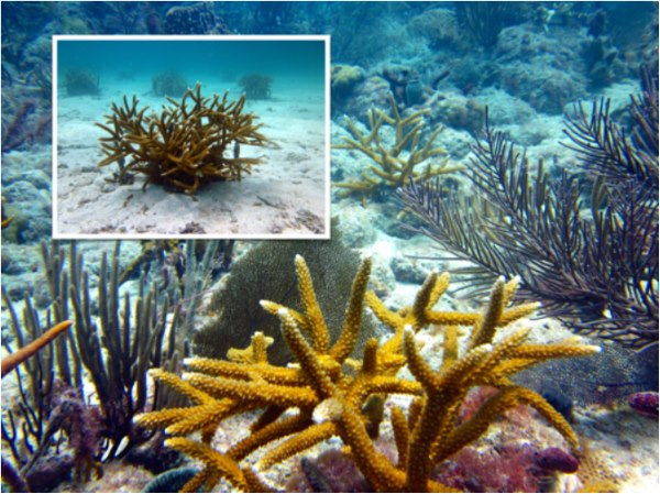 Como restaurar os recifes de coral com… jardinagem!
