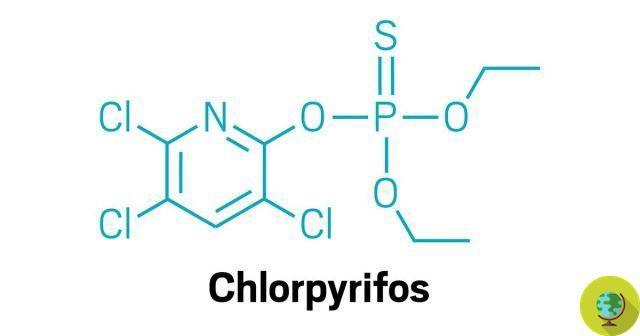 Vitória! A EPA finalmente proíbe o uso do perigoso pesticida clorpirifós